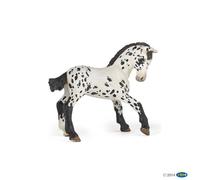 Chevaux, Poulains Et Poneys Poulain Appaloosa Noir