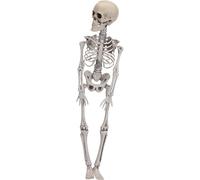 Figurine squelette halloween 42cm