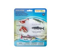 Safari Ltd Cycle de Vie d'un Saumon 43.9cm | Contient 5 Figurines de Poisson | Non-Toxique et sans BPA | Convient aux Enfants de 4 Ans et Plus