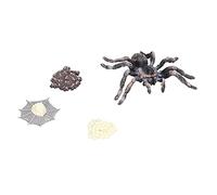 Figurines de Modèle de Cycle de Croissance D'araignée - Jouet Réaliste de Cycle de Vie D'insecte pour Enfants, Cadeau éducatif Parfait pour Les Enfants, en Plastique Durable, Comprend 4 étapes