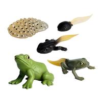 Figurines du Cycle de Vie - Cycle de Croissance des Insectes | Figurines d'insectes Cycles de Vie, Figurine Transparente pour, Comprend 6 Animaux, Un Jeu d'association éducatif et