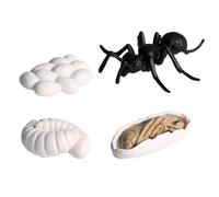 Figurines du cycle de vie des insectes | Ensemble de figurines de cycle de vie d'insectes et d'animaux | Kit de jouet éducatif avec papillon, papillon, grenouille, et étapes de fourmis | Jouets pour