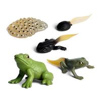 Figurines Du Cycle De Vie -Grenouille Croissance Cycle De Vie Modèle, Jouet ModèLe Animal De Simulation, Jouets Du Cycle Vie Animaux, Fournitures De Fête, Décoration De Bureau, Jouet Éducation Précoce