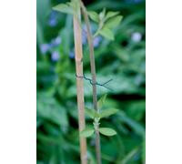 Fil de fer pour arbres NORTENE, 25 m