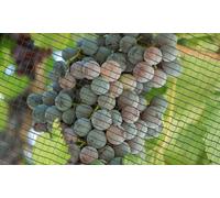 Filet anti-grêle : 1 5 x 10 m