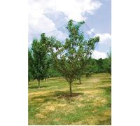 VILMORIN Filet anti oiseaux - l 5 x L 10 m