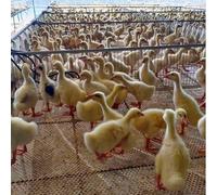 Filet de poulailler robuste, clôture de jardin en plastique blanc, barrière for animaux for lapins, chèvres, cerfs, grande clôture for poulailler(1x5m/3.3x16.4ft)