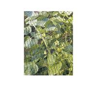 TENAX Filet anti-grêle Defender 2,00x5 m Vert, Filet en Plastique pour Protéger les Cultures et les Fruits contre la Grêle