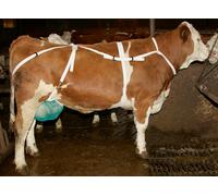 Filet de protection avec sangle de maintien avec sangle de maintien