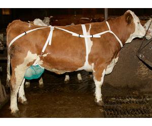 Filet de protection avec sangle de maintien avec sangle de maintien