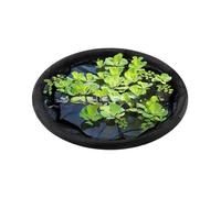 Filet de protection flottant pour et poissons