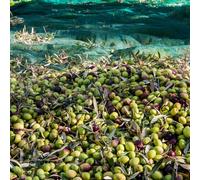 Linxor – Filet de récolte pour olives – Œillets et ouverture tronc – 6 x 6 m – Vert