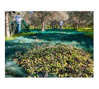 Maillestore Filet de récolte Pantalon 95g/m² Vert 12m x 12m