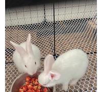 Filet for lapins (rouleaux de mailles en plastique léger blanc) for jardins, clôtures de barrière for animaux for piscines extérieures, intérieures et hors sol(0.4x5m/1.3x16.4ft)