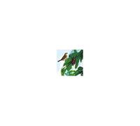Protection pour végetaux Nortene Filet Oiseaux 2X10m