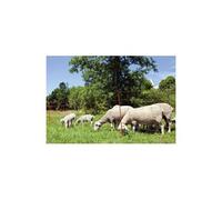 KERBL Filet mouton - Ovinet électrifiable - 14 piquets - Hauteur 90cm - Longueur 50m
