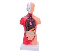 FILFEEL Modèle D'anatomie du Corps Humain 15 Pièces Amovibles Modèle Anatomique du Torse Humain de 11,02 Pouces pour L'affichage de L'éducation Médicale Scolaire