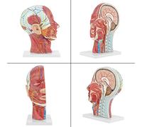 FILFEEL Modèle d'étude Anatomique Grandeur Nature de la Tête, du Cerveau et du Cou à des Fins éducatives