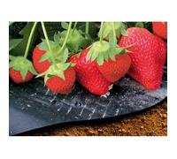 Film de Paillage Fraises - Micro Perforé - 1.4 m x 10 m