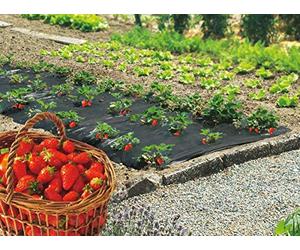 Film PAILLAGE FRAISE - FI PAILLAGE FRAISE 1000 140X20M marque NORTENE
