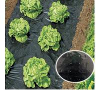 WERKA PRO Film percé de paillage Potager