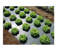 Film pour rembourrage, film plastique noir pour paillage agricole, film biodégradable pour le contrôle des mauvaises herbes dans le jardin, 14 microns d'épaisseur pour plants de tomates fraises (2 x
