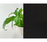 Film statique occultant autocollant pour fenêtre - Noir - 90 x 200 cm - Opaque
