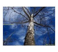 Filtre en verre multicouche UV (43 mm) pour Canon EF-M 22 mm f/2 STM