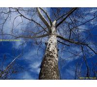 Filtre en verre multicouche UV (62 mm) pour Canon EOS 5D Mark II