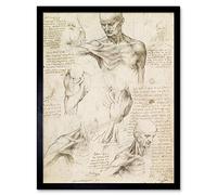 Fine Art Prints Affiche encadrée Leonardo Da Vinci - L'anatomie superficielle de l'épaule et du cou - 30,5 x 40,6 cm