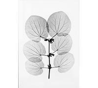 Fine Little Day Poster Katsura 70x100 cm