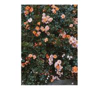 Fine Little Day Poster Rose 70x100 cm