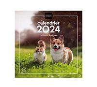 Finocam - Calendrier Images Mural pour Noter 2024 Janvier 2024 - Décembre 2024 (12 mois) Chiens et chats Français 30x30 - 300x300mm