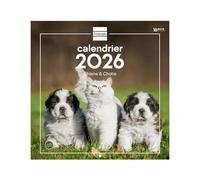 Finocam - Calendrier mural 2026 30 x 30 cm 1 Mois par page Janvier - Décembre 2026 + Sept.-Déc. 2025 (4 mois) réduits | Calendrier2026 | Images Chiens et chats Français