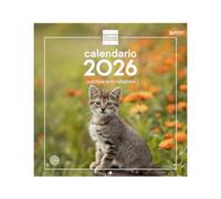 Finocam - Calendrier mural 2026 30 x 30 cm, vue mois janvier - décembre 2026 + septembre. Déc. 2025 (4 mois) réduits | Calendrier 2026 | Images Chatons - Espagnol