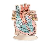 Fiocias Modèle Anatomique Humain Plaque Support Structures Atrium Droit Gauche Base Monté en Matière Acrylique Adapté aux Cardiologiques