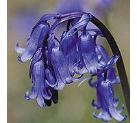 Fiore di Campo - Bluebells - 400 Semi