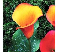 Fiori da Balcone e Giardino-Bulbi calle giganti | Calla Miste | Bulbi di fiori a fioritura estiva |piante di colore misto