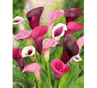 Fiori da Balcone e Giardino-Bulbi calle giganti | Calla Miste | Bulbi di fiori a fioritura estiva |piante di colore misto