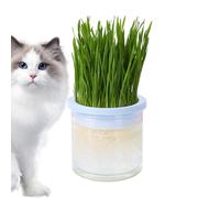 Fioriera pour gatta pour chats intérieurs - Hydroponique pour la culture de l' à chat - Bac pour la croissance de l' à chat - Tasse transparente pour culture hydroponique - Plateau pour