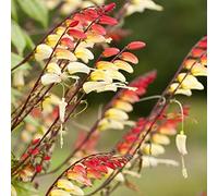 Firecracker Vine, Graines de drapeau Espagne - Mina Lobata