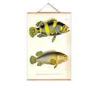 Fish affiches NO 66 eicie OFFRE SPECIALE - 4052115043652