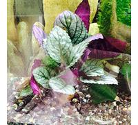 Fish Around Purple Prince Plante d'aquarium vivante avec formule Fish Around pour la croissance des racines