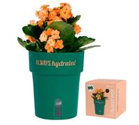 fisura. - Cache-Pot Auto-arrosant 12 cm. 250 ML. (Always hydrated, Vert)