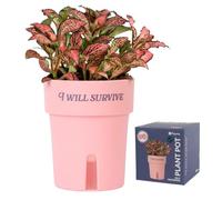 fisura. - Cache-Pot Auto-arrosant 12 cm. 250 ML. (Will Survive, Rose)