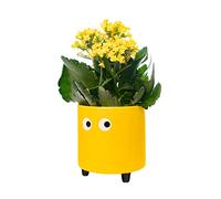 fisura. - Pot de Fleurs Original avec Motif d'œil. Pot de Fleurs et de Plante décoratif. Jardinière décorative d'intérieur. Pot en céramique Jaune pour Fleurs et Plantes grasses.13 x 12,5 cm.