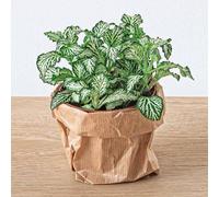 Fittonia Wit - White Tiger - Mozaiekplantje - Terrarium Plant - Potting Sites 8