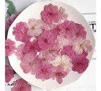 Fituenly 12pcs Fleurs Pressées Séchées Naturelles Sakura Fleur Pressée pour Les Bijoux en Résine Autocollants À Ongles Maquilleur Art De DIY