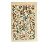 Fituenly Vintage Botanique Affiche Fleurs Plantes Mur Art Autocollant Floral Impression Illustration Murale pour Salon Bureau Salle De Classe Décor