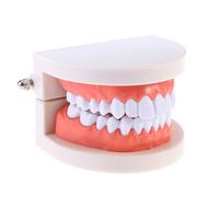 FIXOSHEE 1 Modèle de Dents Standard Pédagogique en PVC, Dimensions 9,2 X 7,5 X 5,1 CM, Démonstration de Brossage, Outil d'Apprentissage pour Étudiants en Consultation